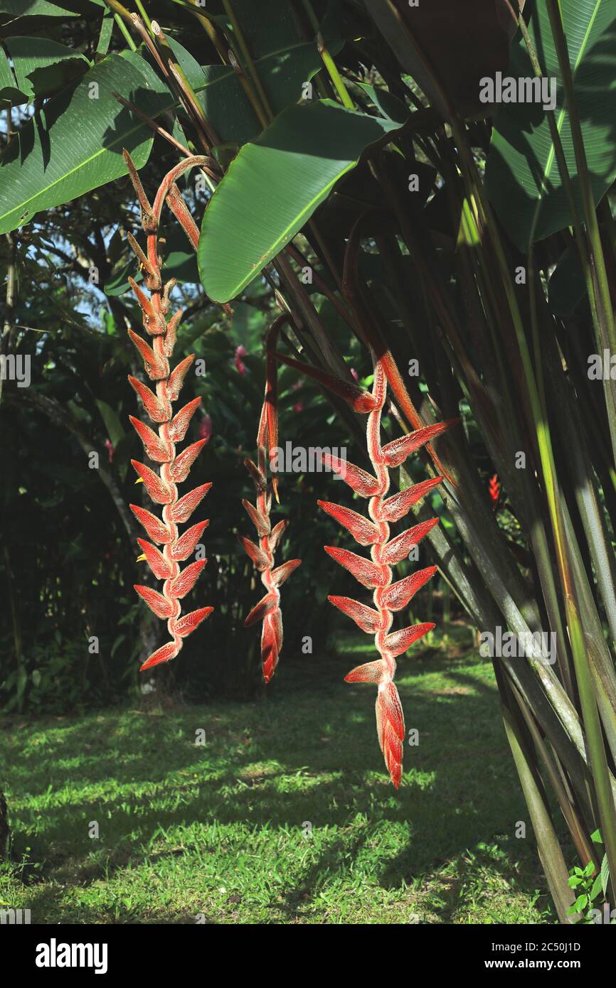 Heliconia (Heliconia danielsiana), blühend, Costa Rica, La Virgen Sarapiqui Stockfoto