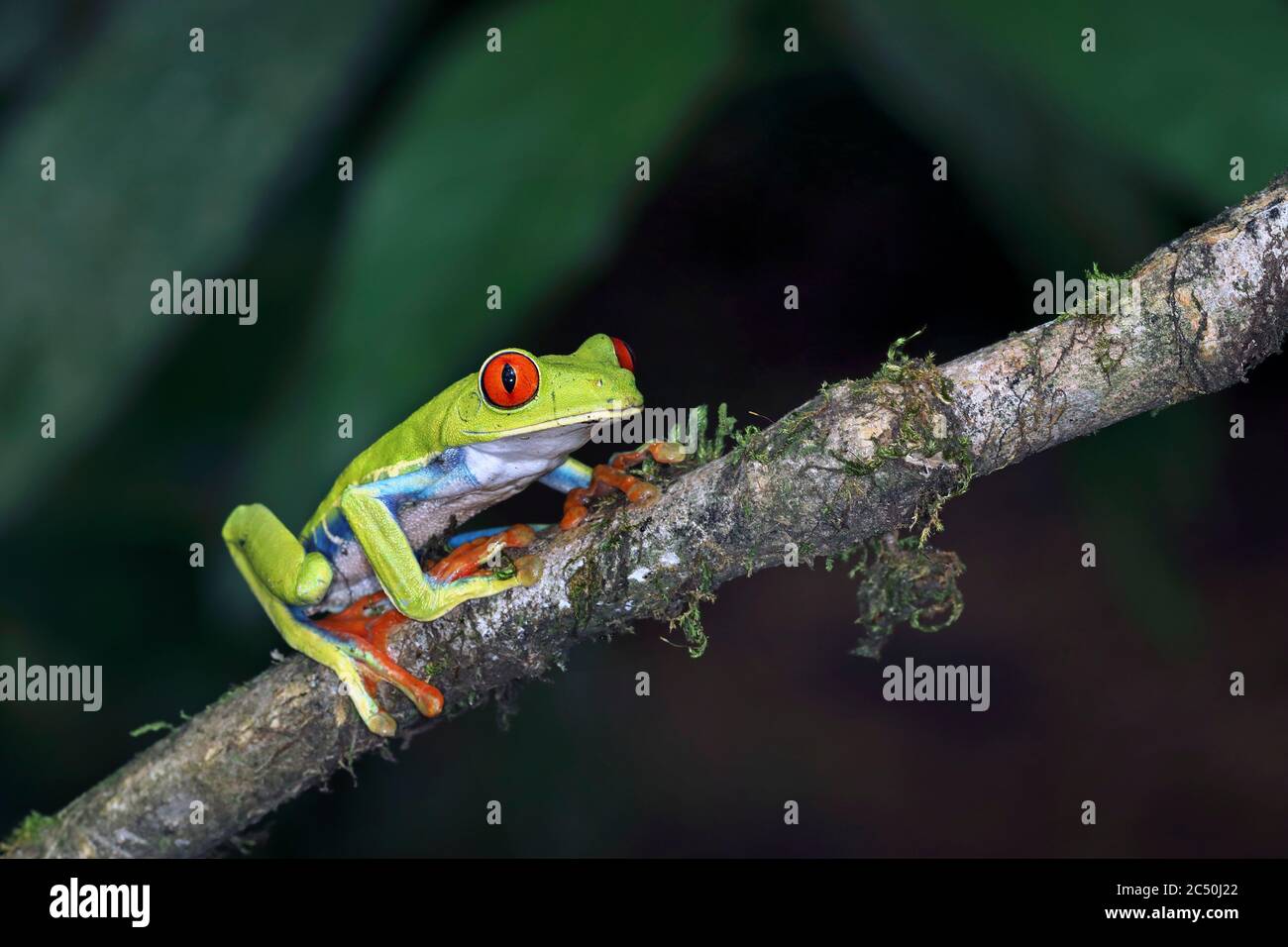 Rotäugiger Baumfrosch, erlöster Baumfrosch, redeye Baumfrosch, Rotaugen Baumfrosch, Rotaugen Frosch (Agalychnis callidyas), sitzt auf einem Zweig, Costa Rica, Horquetas Sarapiqui Stockfoto