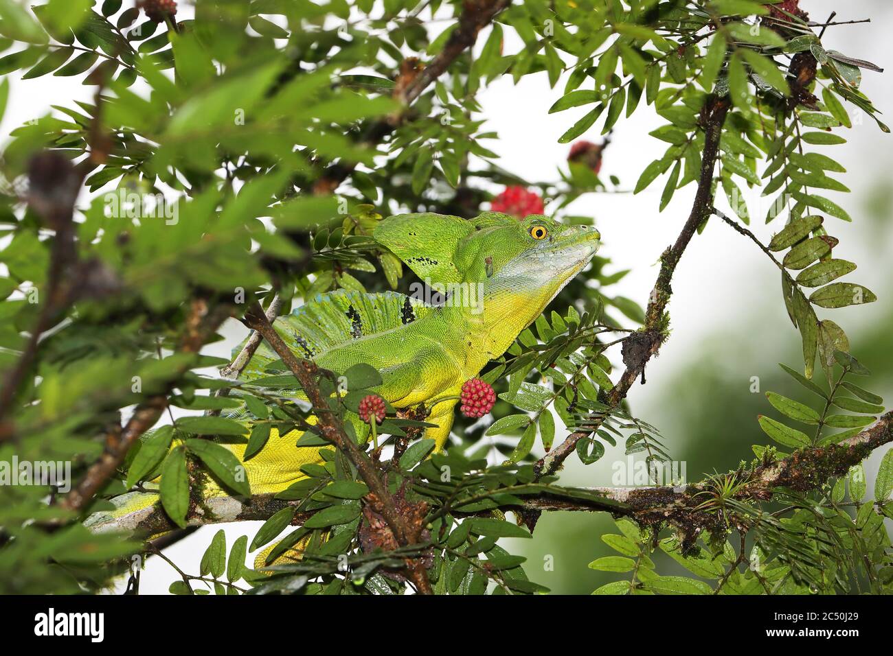 Grüner Basilisk, gefleerter Basilisk, zweicremigeiger Basilisk (Basiliscus plumifrons), Männchen sitzt auf einem Strauch, Costa Rica, Sarapiqui, Selva Verde Stockfoto