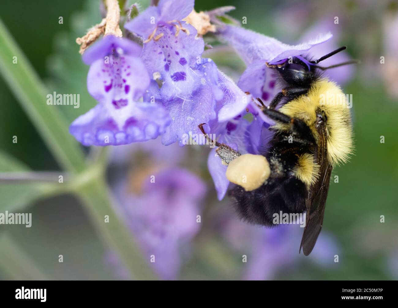 Bumble Bee Bestäubt Katze Mint Flower Plant Stockfoto