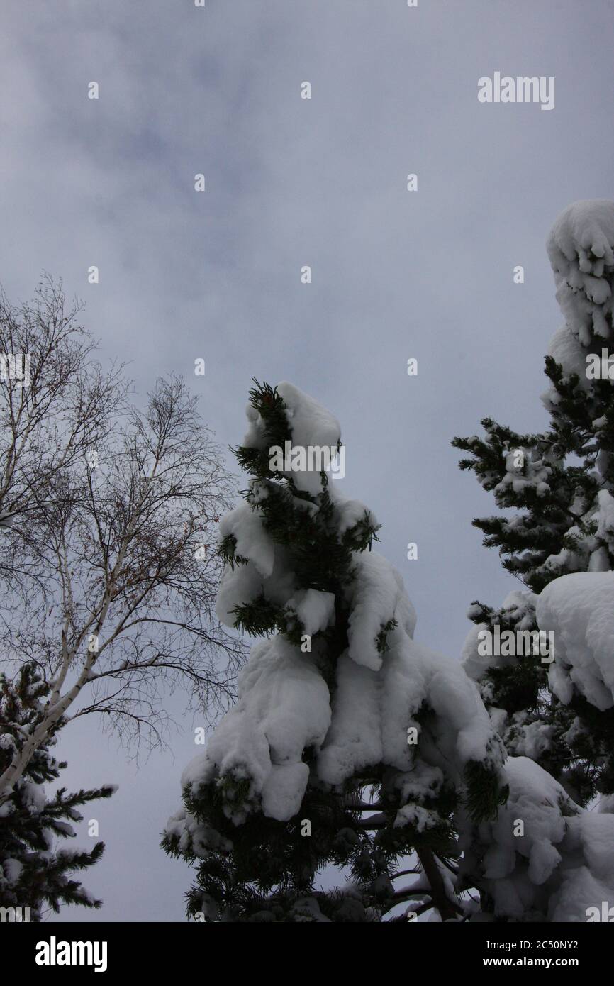 Major 12 Zoll angetrieben flauschigen leichten Schneesturm in Littleton Colorado südlich von Denver mit tiefen Schnee auf Bäumen. Stockfoto