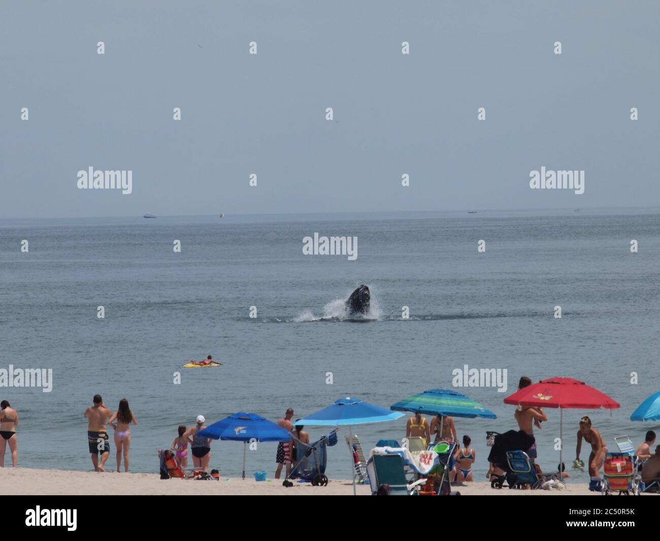 Buckelwale vor der Küste von New Jersey in der Nähe von Lavallette, NJ. Regelmäßige Auftritte scheinen Strandgänger hypnotisiert zu haben. Stockfoto