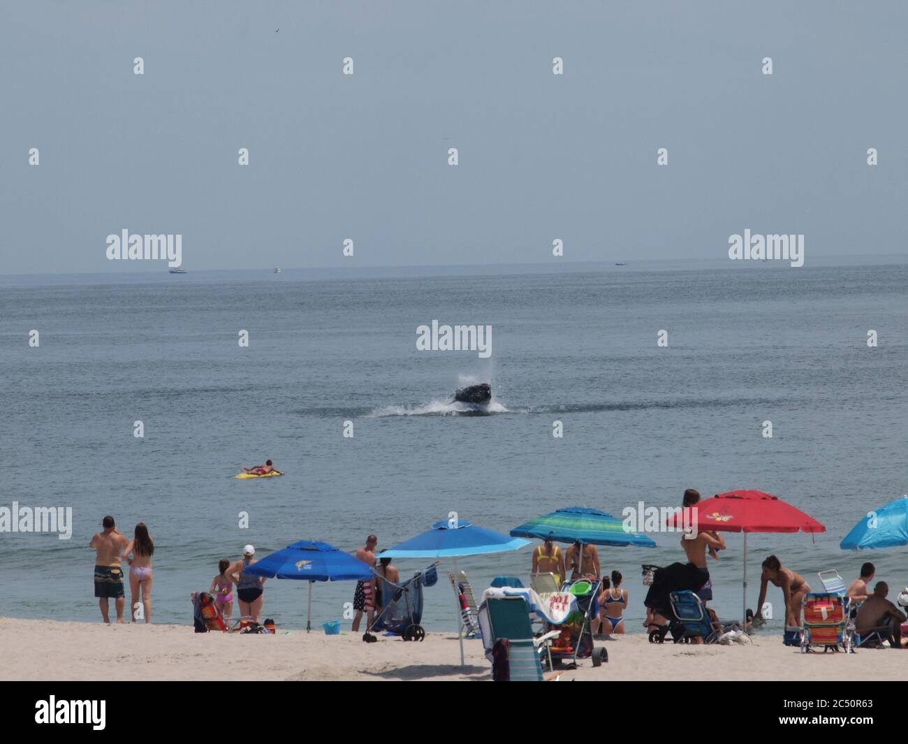 Buckelwale vor der Küste von New Jersey in der Nähe von Lavallette, NJ. Regelmäßige Auftritte scheinen Strandgänger hypnotisiert zu haben. Stockfoto