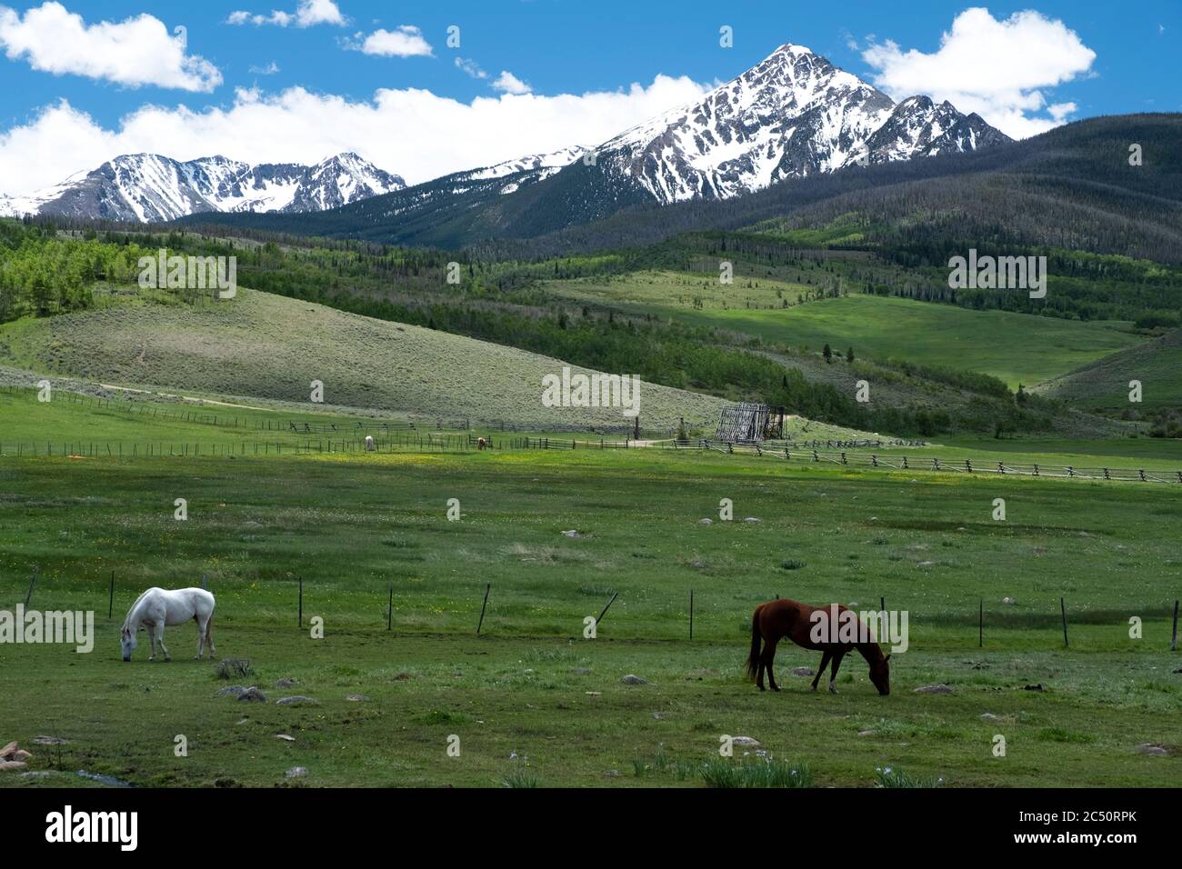 Pferde grasen unterhalb der malerischen Gore Range im Blue River Valley von Summit County, Colorado Stockfoto