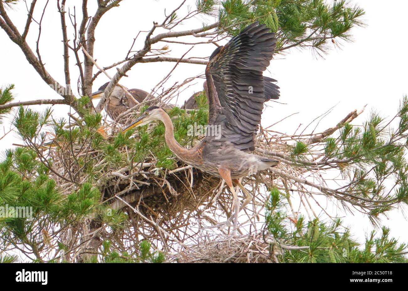 Jungvogel Blaureiher übt seine Flügel schlagen, da er bald das Nest verlassen wird. Stockfoto