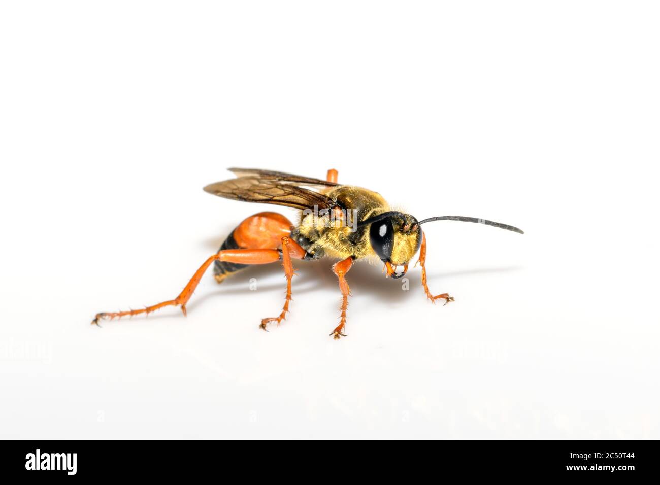 Große Goldgräberwespe oder Sandgräber - Sphex ichneumoneus close-up auf weißem Hintergrund Stockfoto