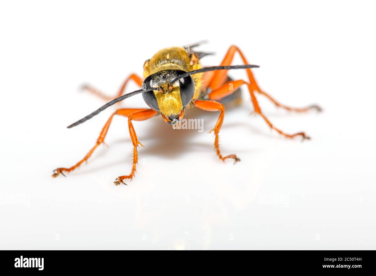 Große Goldgräberwespe oder Sandgräber - Sphex ichneumoneus close-up auf weißem Hintergrund Stockfoto