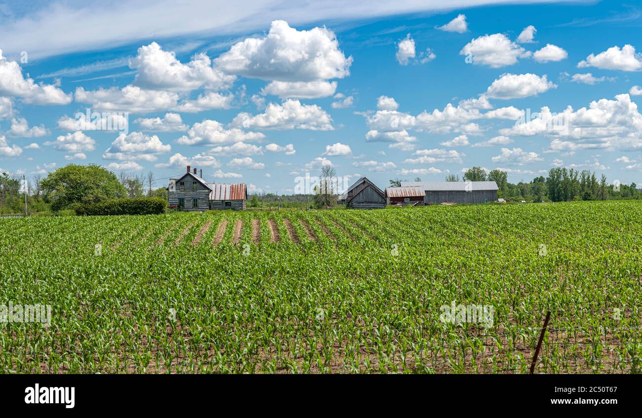 Bauernhof Land unter schönem Himmel Stockfoto