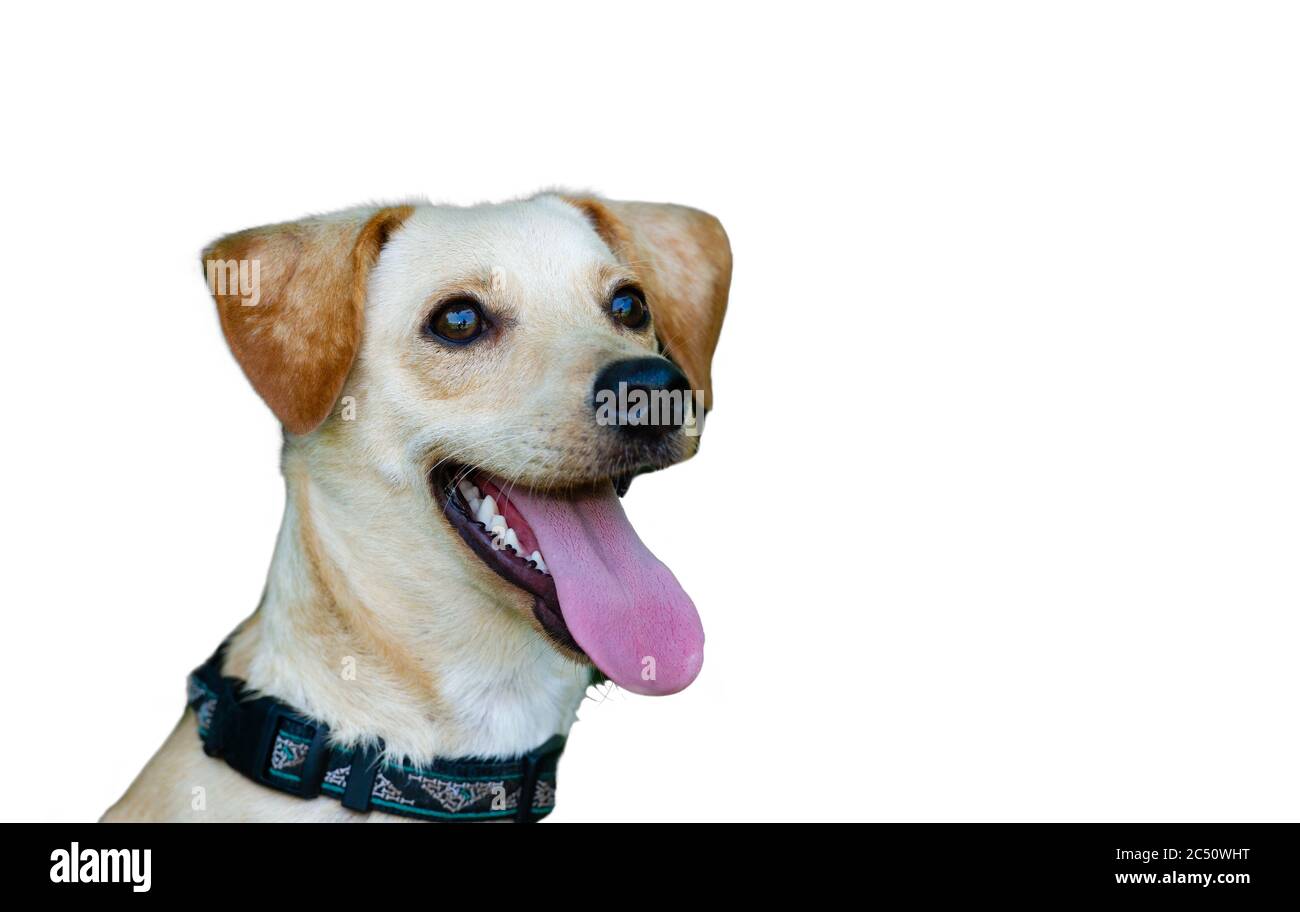 Ein glücklicher Hund lächelt mit seiner Zunge auf Weiß isoliert Stockfoto