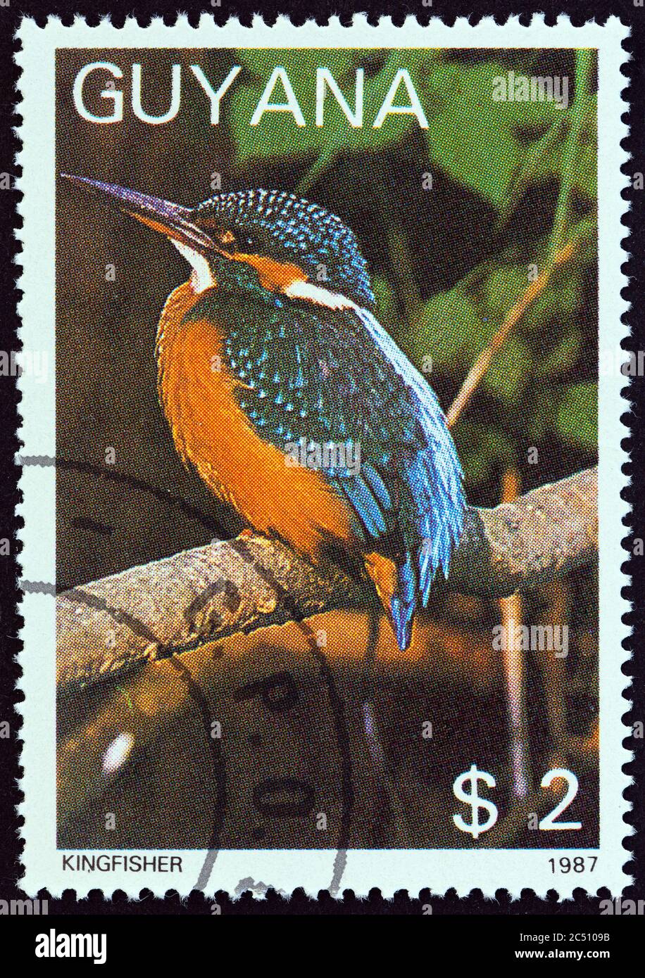 GUYANA - UM 1988: Eine in Guyana gedruckte Marke aus der Ausgabe "Fauna und Flora - Vögel, Pilze, Katzen und Kakteen" zeigt Eisvogel (Alcedo atthis) Stockfoto
