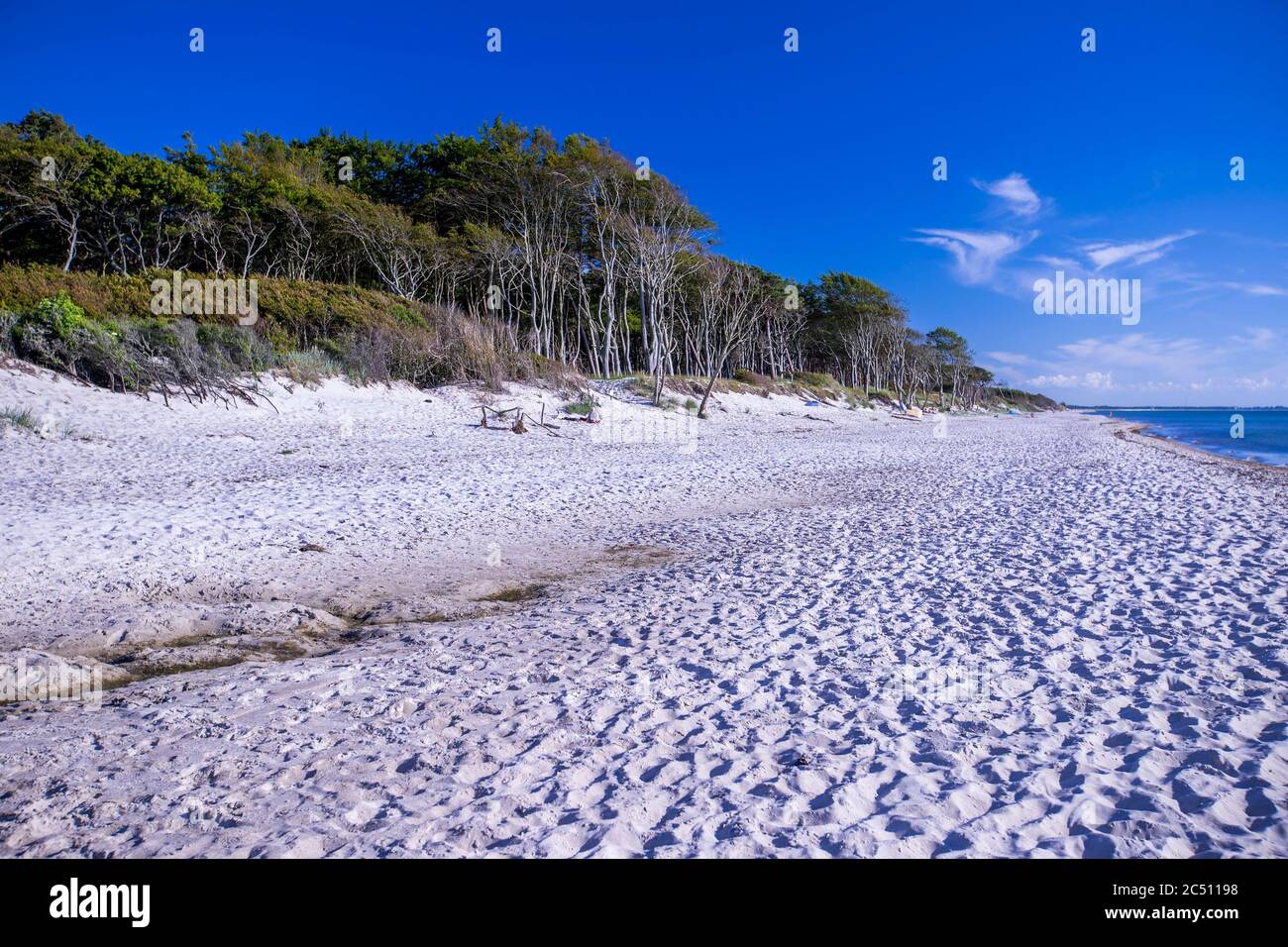 Prerow, Deutschland. Juni 2020. Windschiefe Bäume stehen direkt an der  Küste und prägen das Bild am westlichen Strand auf der Ostseeinsel  Fischland-Darß-Zingst. Der Weststrand liegt im Nationalpark Vorpommersche  Boddenlandschaft. Der Naturstrand ist