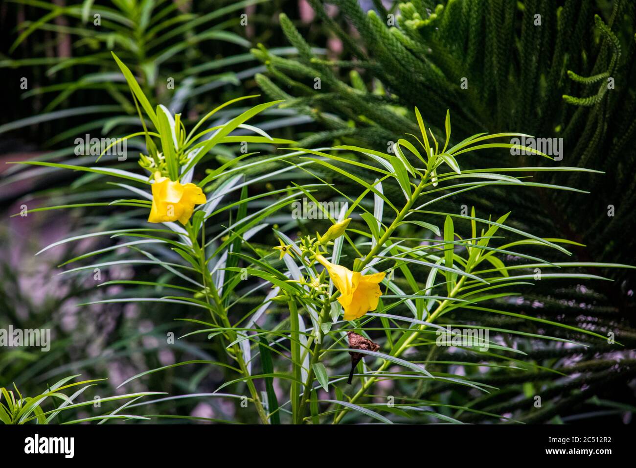 Eine schöne Cascabela Thevetia Blume (Gelber Oleander) in einem Baum an einem Sommertag. Mit grünem Blatt. Stockfoto