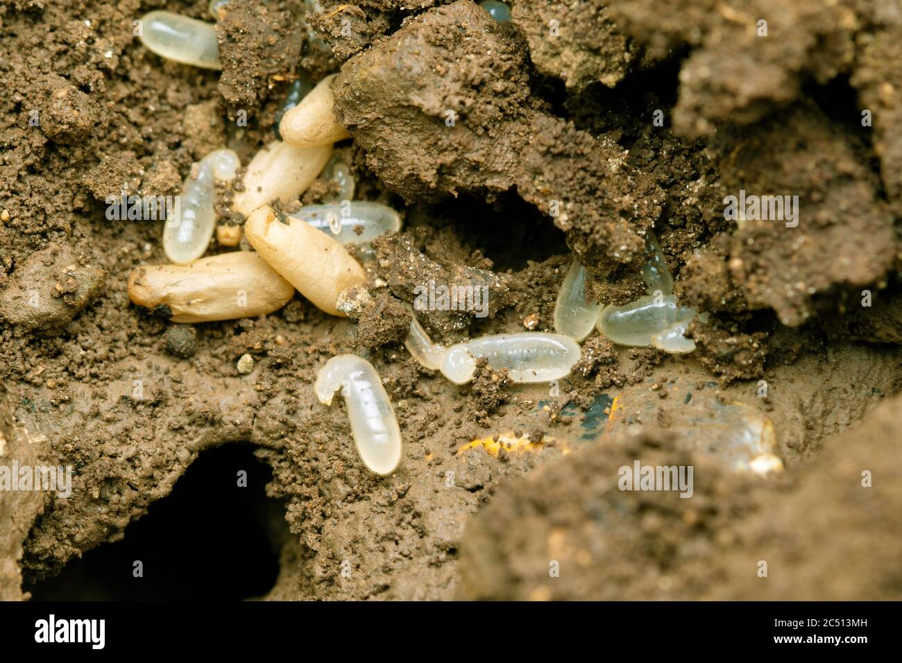 Hary footman Motten auf Blatt, Eilema caniola, Satara, Maharashtra, Indien Stockfoto