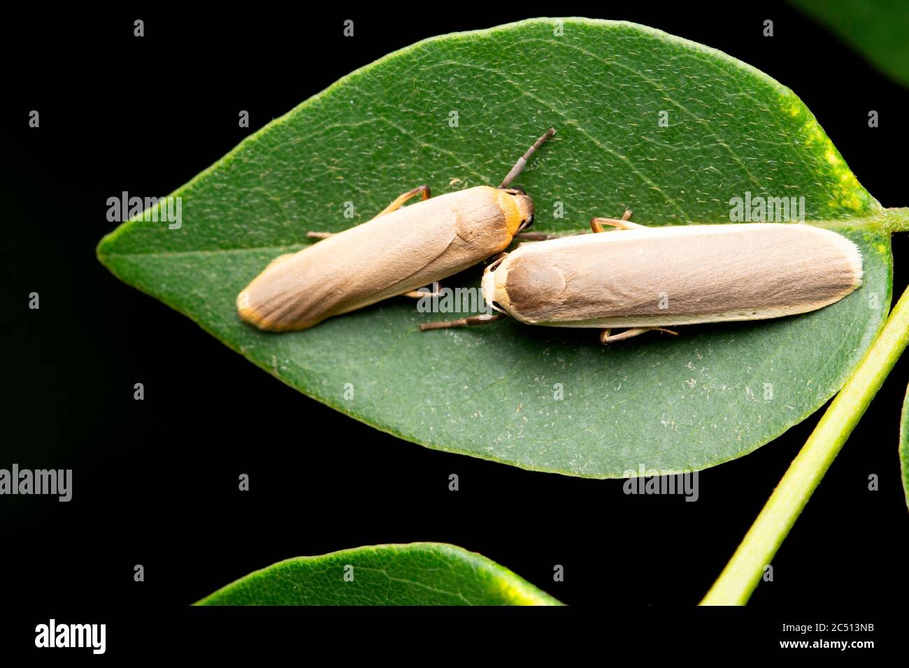 Hary footman Motten auf Blatt, Eilema caniola, Satara, Maharashtra, Indien Stockfoto