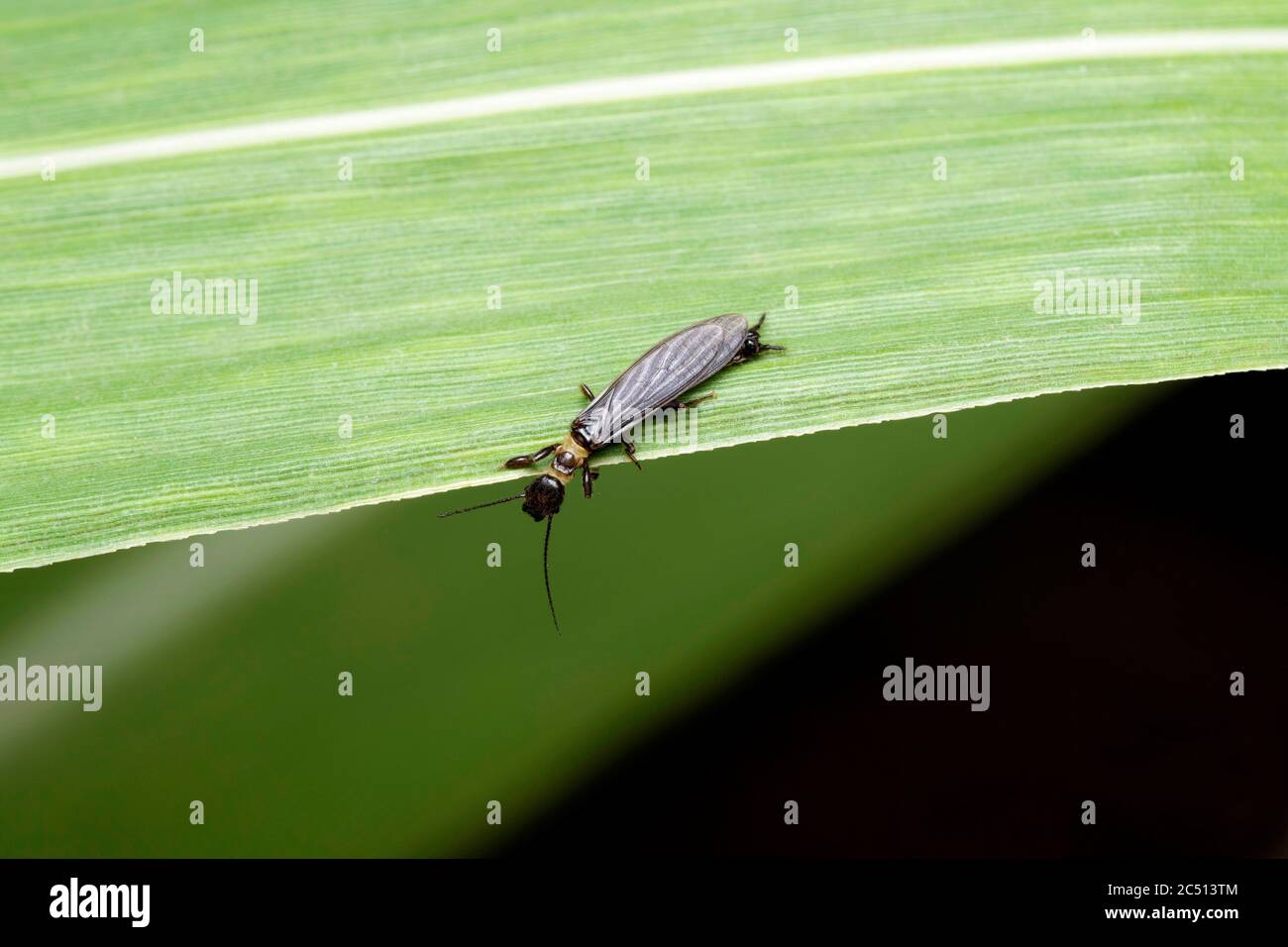 Webspinner Insect, Oligotoma saundersii oder Saunders' Embiid, Satara, Maharashtra, Indien Stockfoto