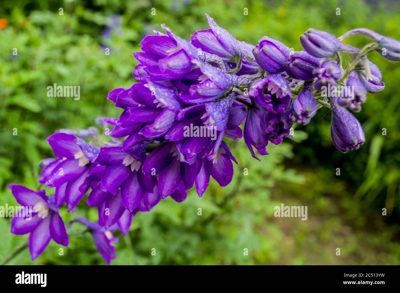 Delphinium Filetblume in einem brüllenden Foto des Gartens. Blumenfoto. Stockfoto