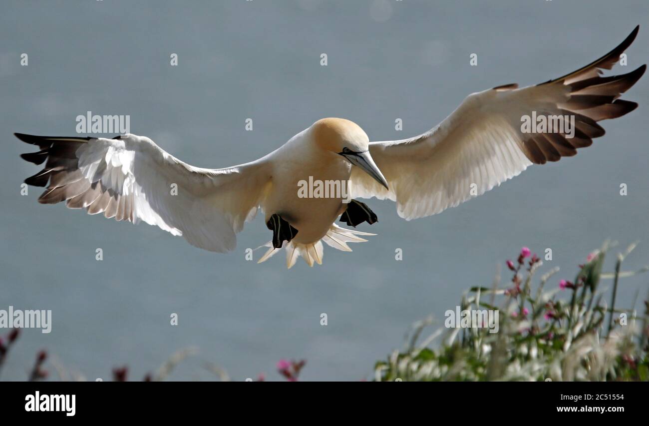 Nördliche Tölpel, die über den Klippen von Bempton in Yorkshire aufragen Stockfoto