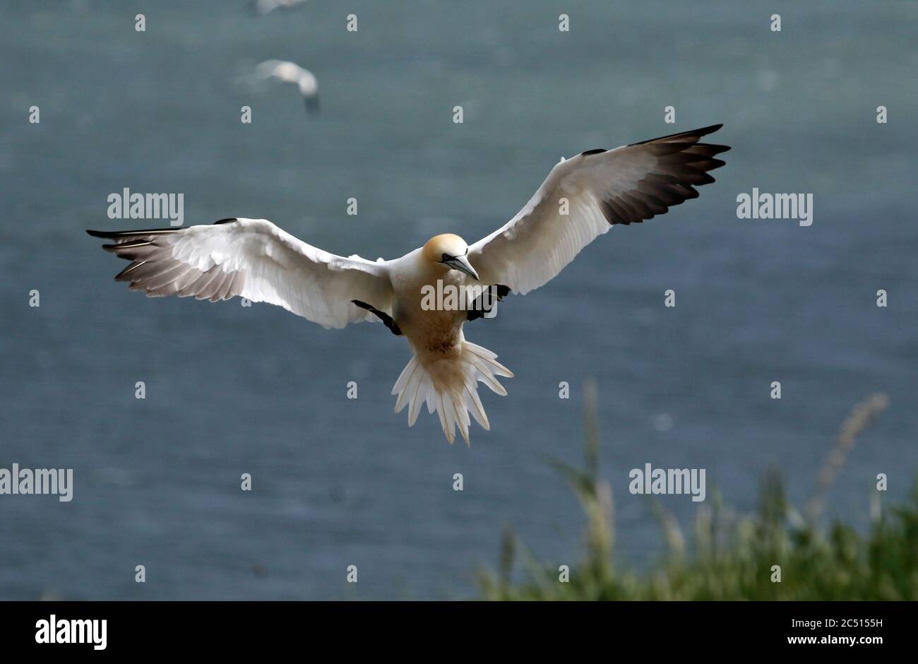 Nördliche Tölpel, die über den Klippen von Bempton in Yorkshire aufragen Stockfoto
