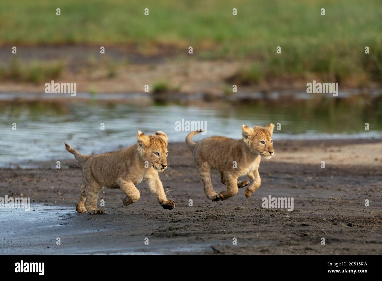 Zwei kleine Löwen laufen in der Nähe des Flusses in Ndutu Tansania mit voller Geschwindigkeit Stockfoto