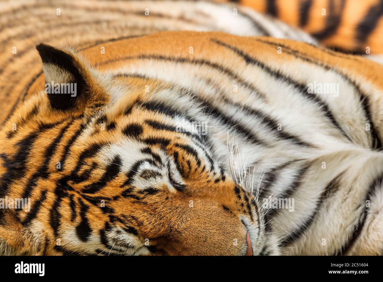 Sibirischer Tiger - Panthera tigris, schöne große Katze aus asiatischen Wäldern und Wäldern, Russland. Stockfoto