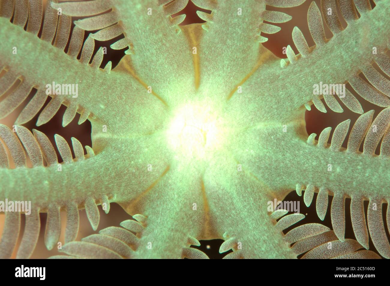 Detail von Polyp von weichen Korallen, Clavularia sp, Kanalinsel, Aljui Bay, Raja Ampat, West Papua, Indonesien Stockfoto