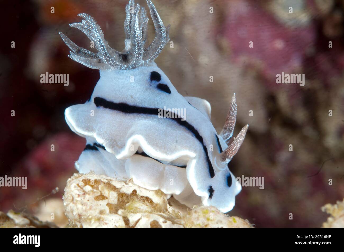 Willans Chromodoris Nudibranch, Chromodoris willani, Wayil, Wayilbatan, Raja Ampat, West Papua, Indonesien Stockfoto