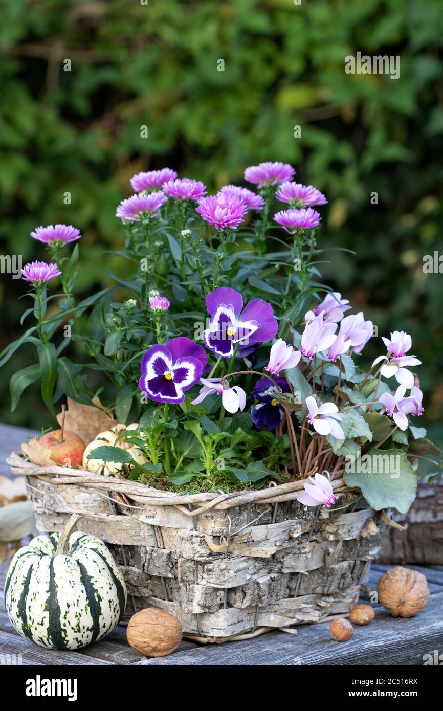 viola Blume, Aster und Cyclamen Blume in Birke Rinde Pflanzentopf Stockfoto