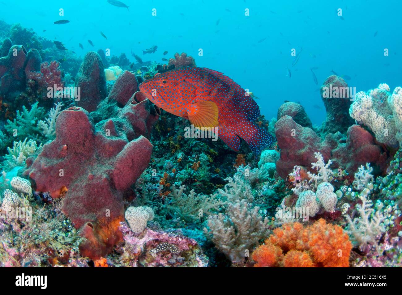 Korallengruppe, Cephalopholis miniata, Nudi Rock Tauchplatz, Fiabacet Island, Raja Ampat, West Papua, Indonesien Stockfoto