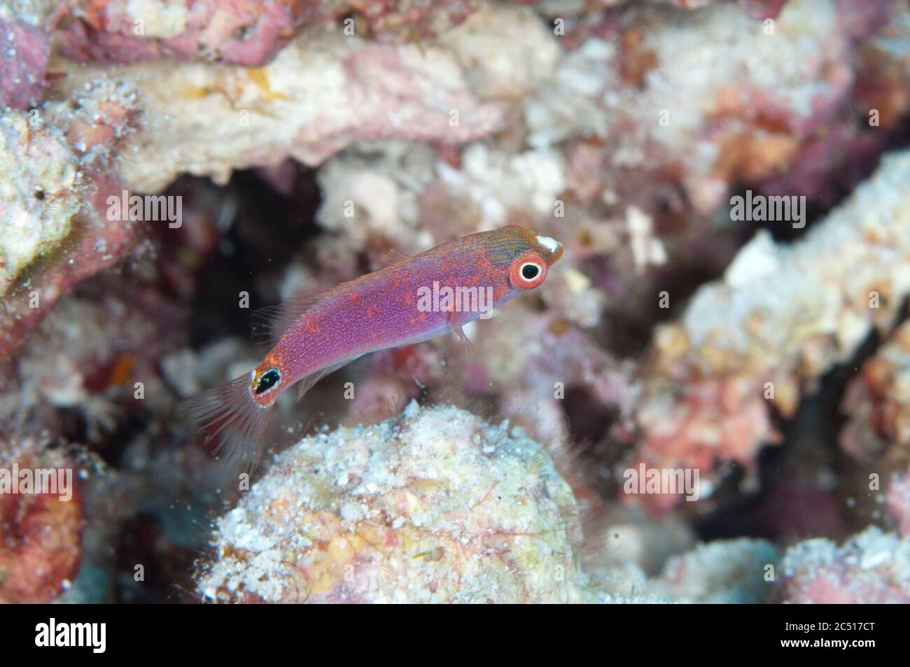 Juvenile Fairy-Wrasse, Cirrhilabrus sp, Pulau Nailaka, Banda Islands, Banda Sea, Indonesien Stockfoto