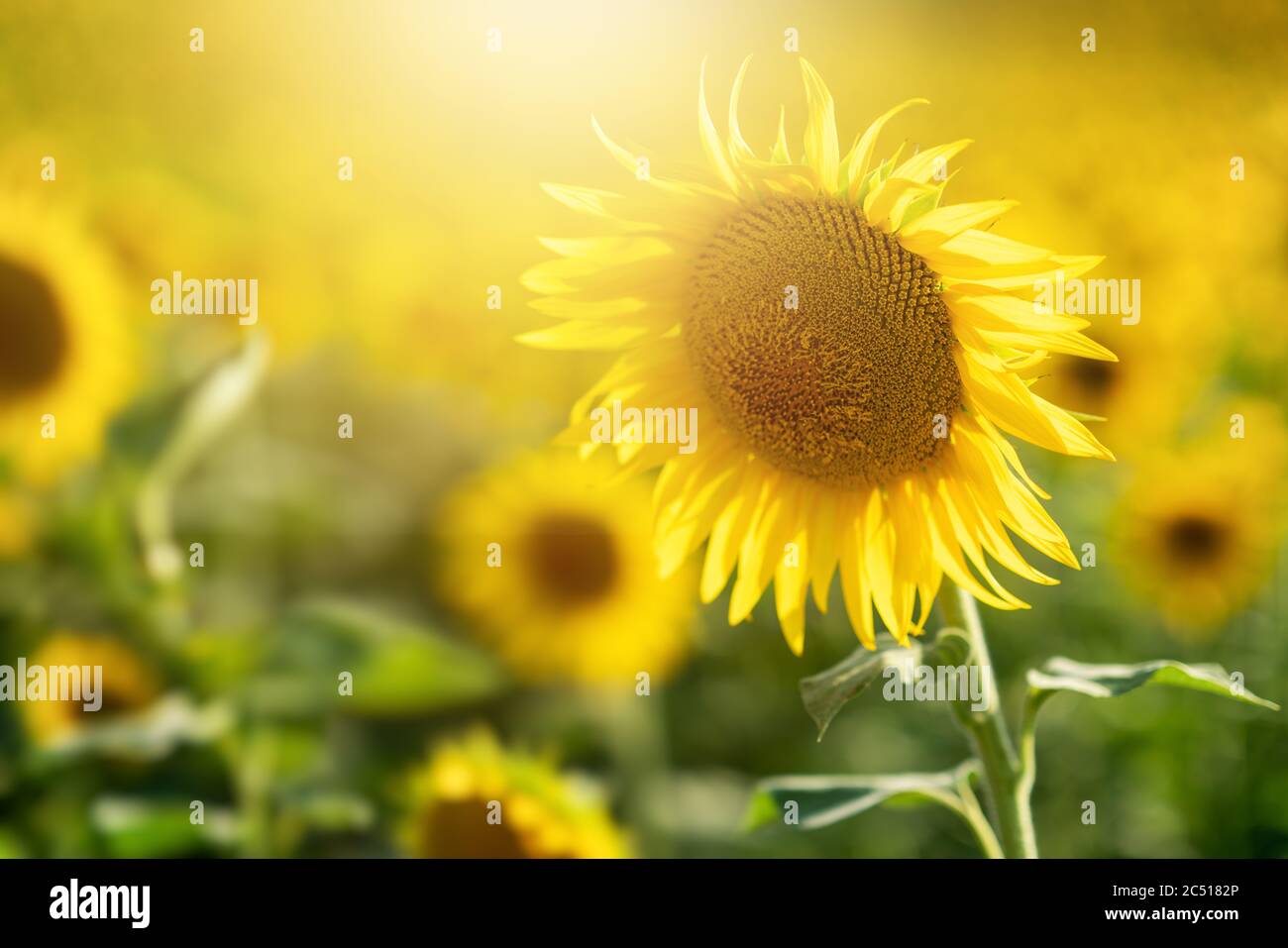 Landwirtschaft gelbe Sonnenblumen auf einem Feld. Landwirtschaftliches Konzept mit gelben Sonnenblumen. Hochwertige Fotos Stockfoto