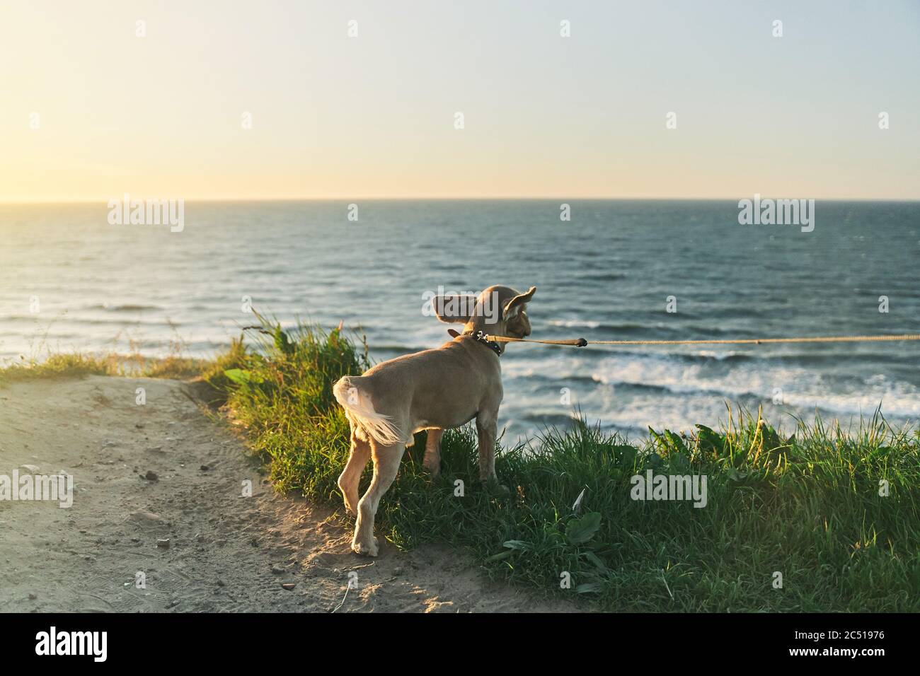 Der Hund bewundert den Sonnenuntergang von der Klippe. Ostsee. Stockfoto
