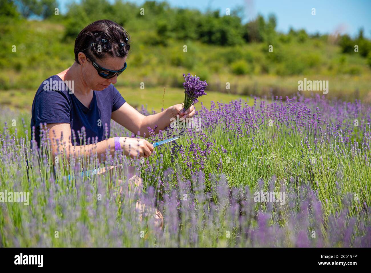 Frau in Sonnenbrille sitzt zwischen Lavendel pflücken Blumen Stockfoto