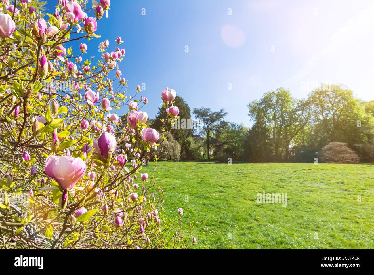Baum mit schönen rosa Blüten auf einer grünen Wiese an einem sonnigen Tag im Frühjahr Stockfoto