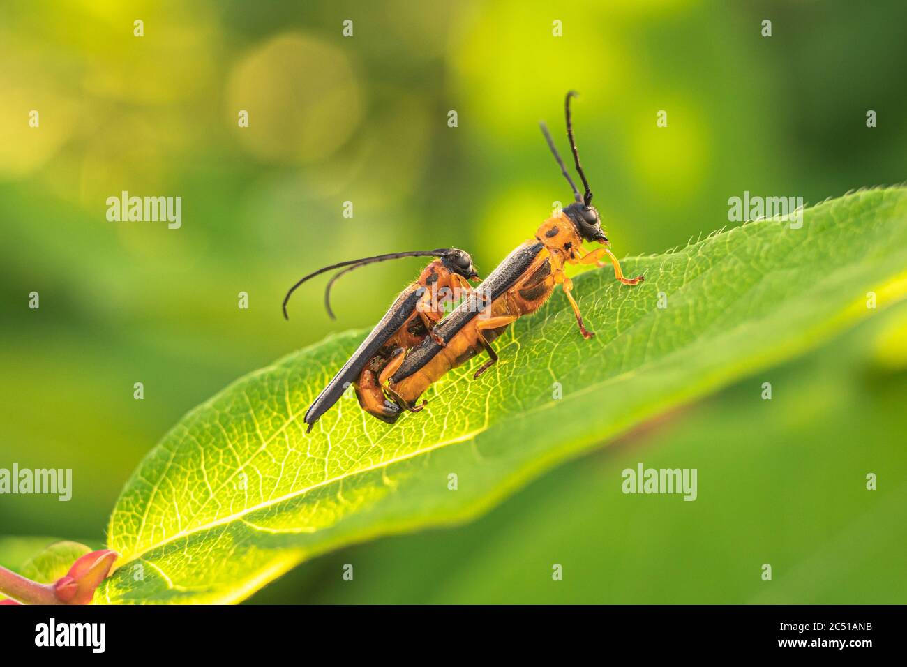 Zwei Käfer paaren sich auf einem grünen Blatt. Stockfoto
