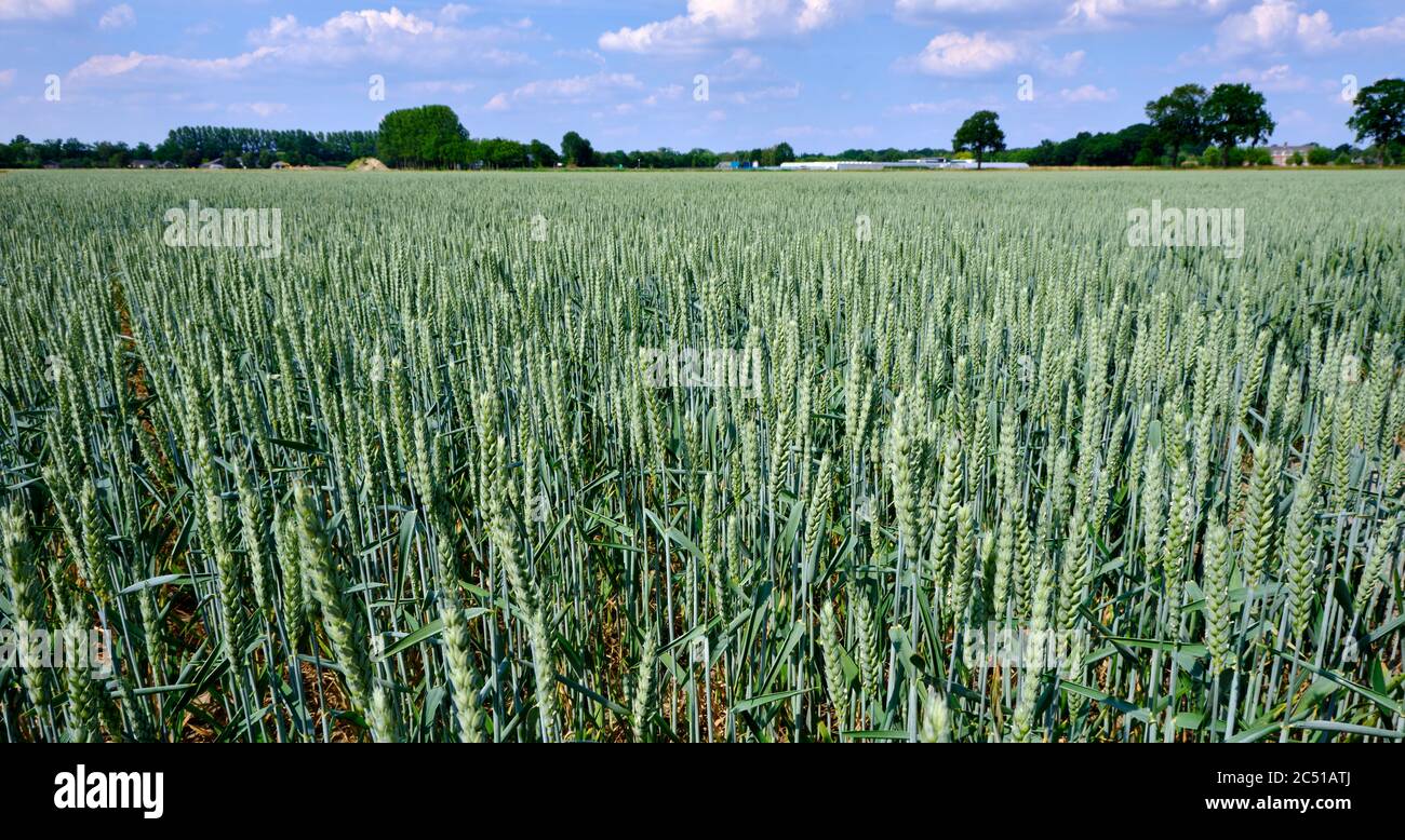 Weizenfeld bereit für die Ernte unter einem blauen Sommerhimmel. Niederlande. Selektiver Fokus Stockfoto