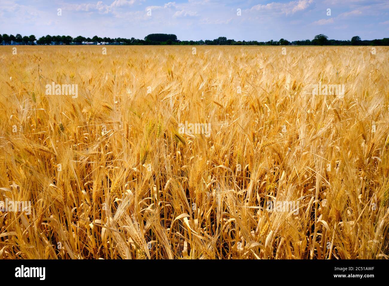 Weizenfeld bereit für die Ernte unter einem blauen Sommerhimmel. Niederlande. Selektiver Fokus Stockfoto