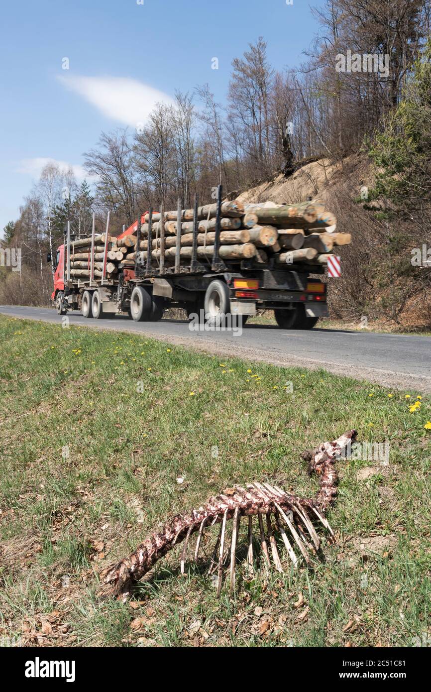Hirsch, Hirsch (Cervus elaphus) Skelett von Wölfen an der Hauptstraße in den Bieszczady Bergen gefressen. Polen, Europa. Stockfoto