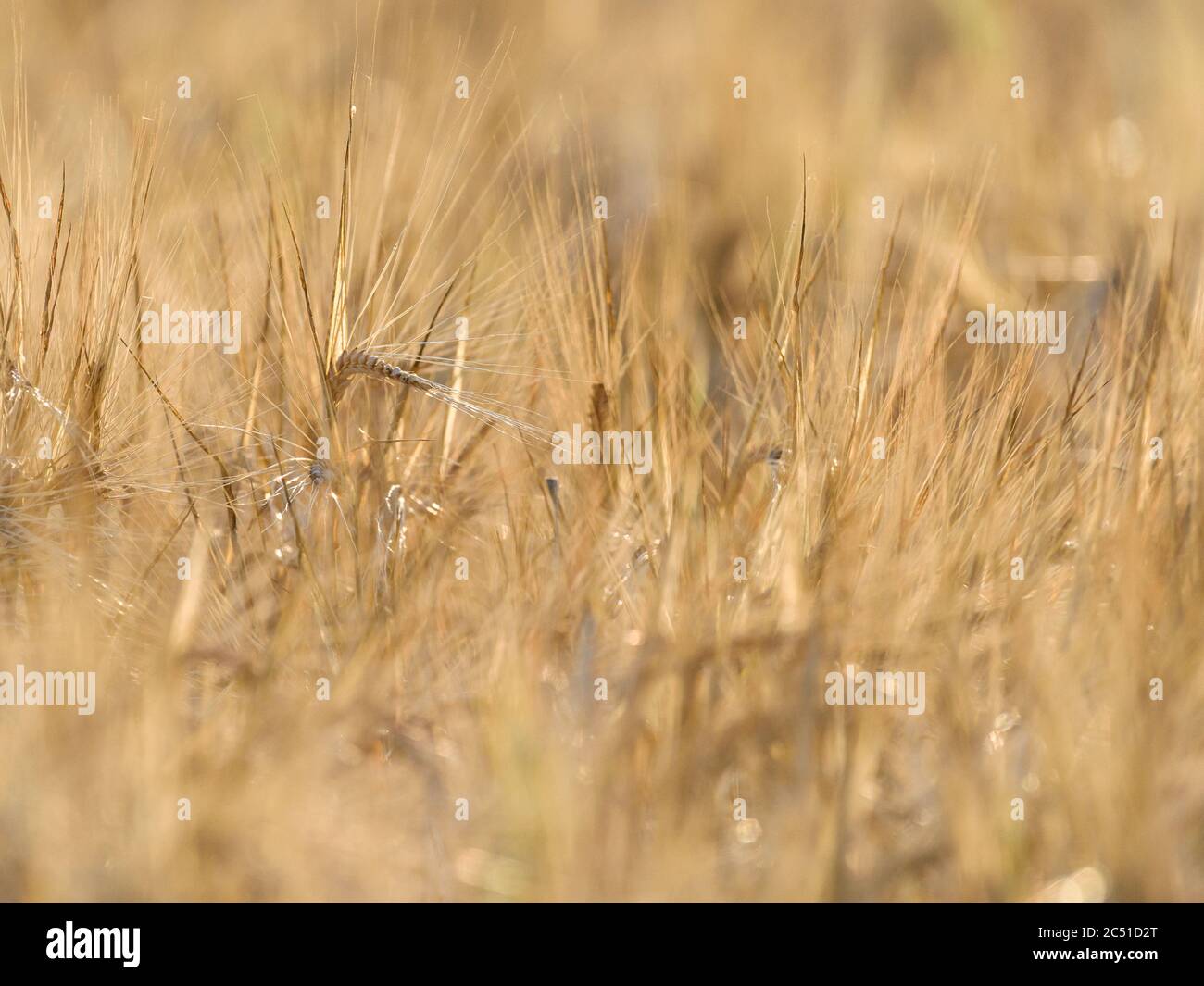 Ein Feld von reifenden Gerste in goldenem Sonnenlicht mit einem Stachelett hervorstehend. Stockfoto