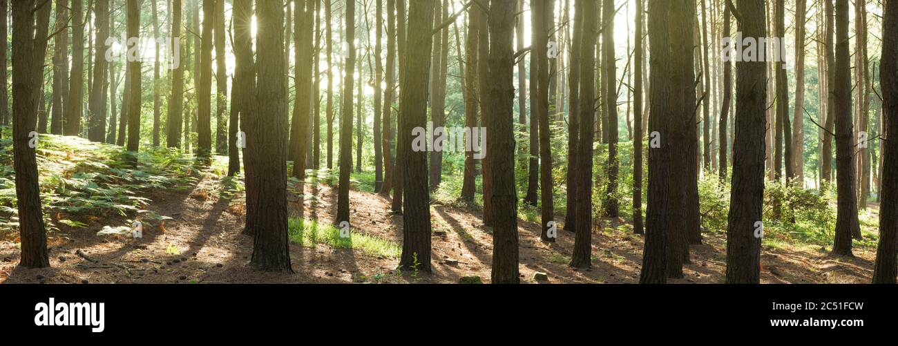 Panorama Natur Hintergrund. Erste Lichter des Tages im Pinienwald Stockfoto