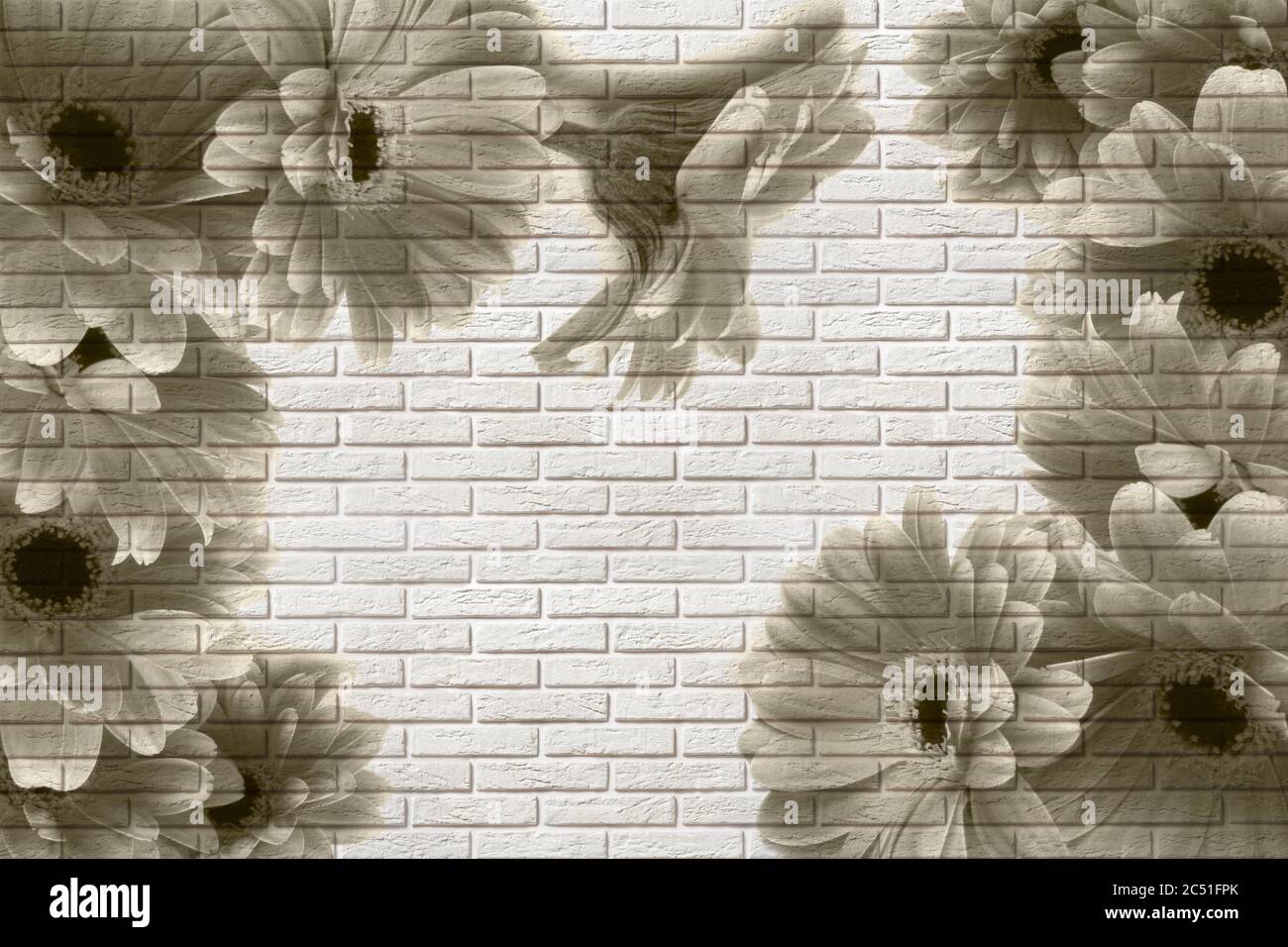 3d Tapete, Gerberas auf weißem Ziegelstein Textur. Der Fresco-Effekt. Stockfoto