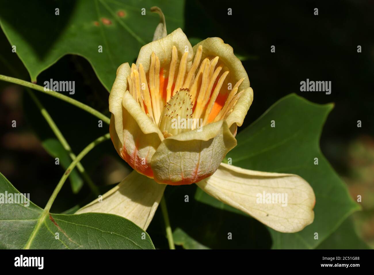 Baum in Blüte - gelbe Pappel - Detail der Blüte Stockfoto