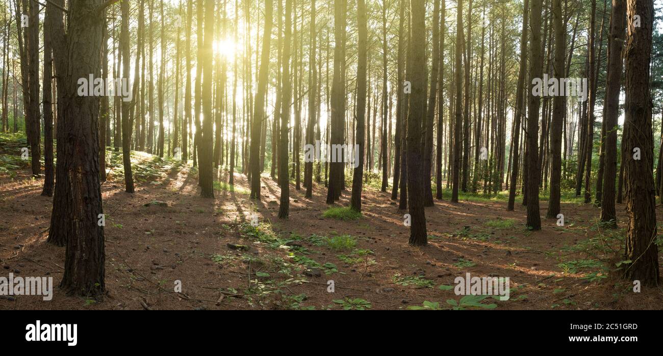 Panorama Natur Hintergrund. Sonnenaufgang im Pinienwald Stockfoto