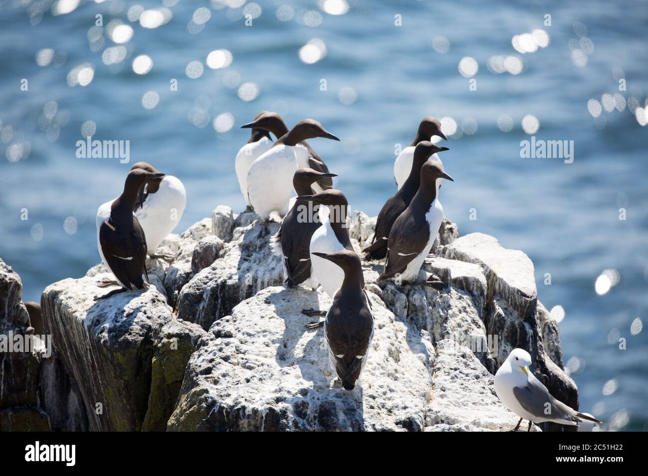 Gulliemots auf der Insel Mai Stockfoto