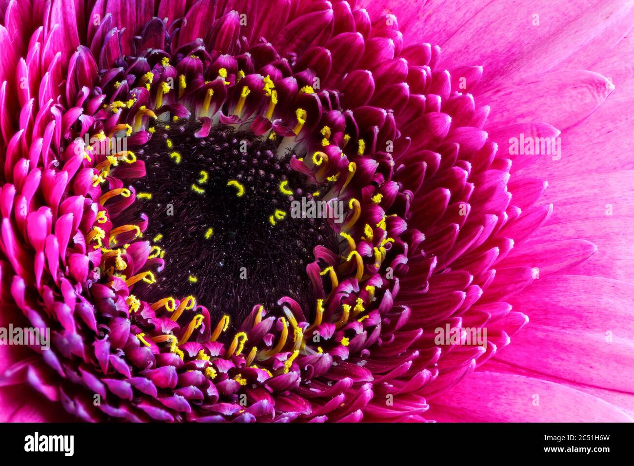 Abstraktes Makro einer rosa Gerbera-Blütenblüte Stockfoto