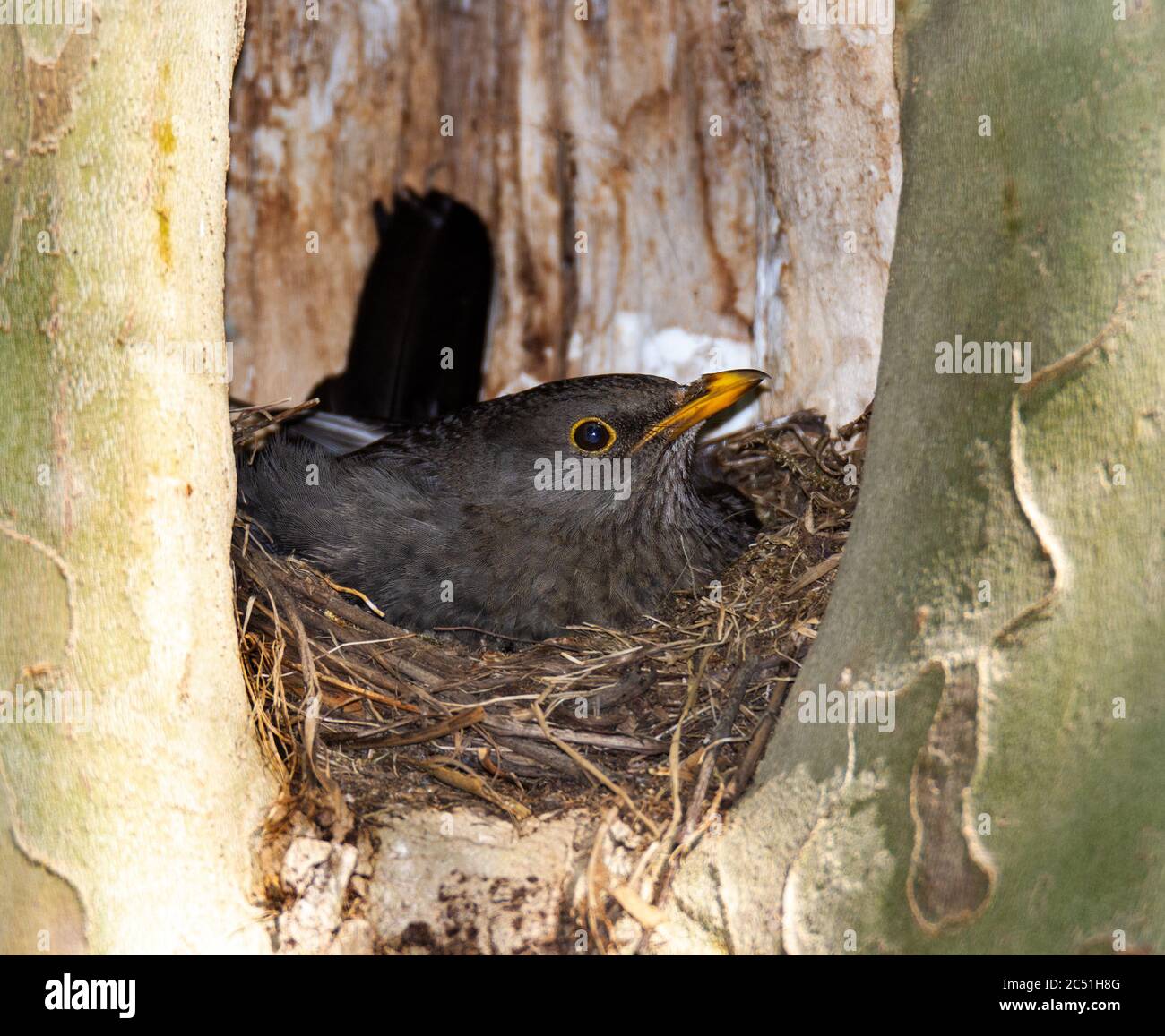 Brütende Amsel in ihrem Nest in einem Baumloch Stockfoto