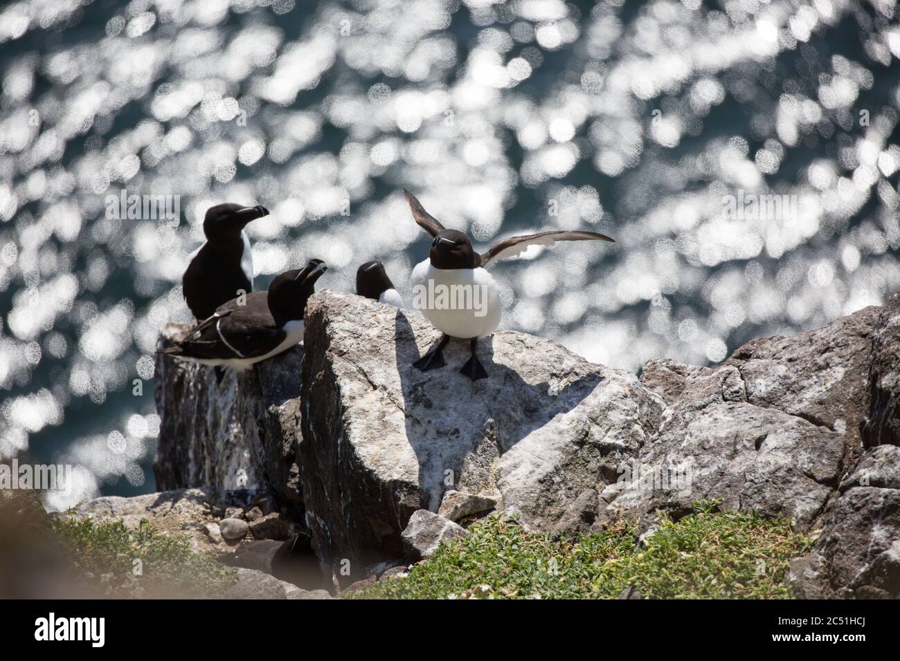 Guillemots auf der Isle of May Stockfoto