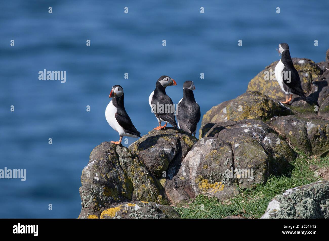 Kleine Schwarze Rückgepuffte Möwen Stockfoto