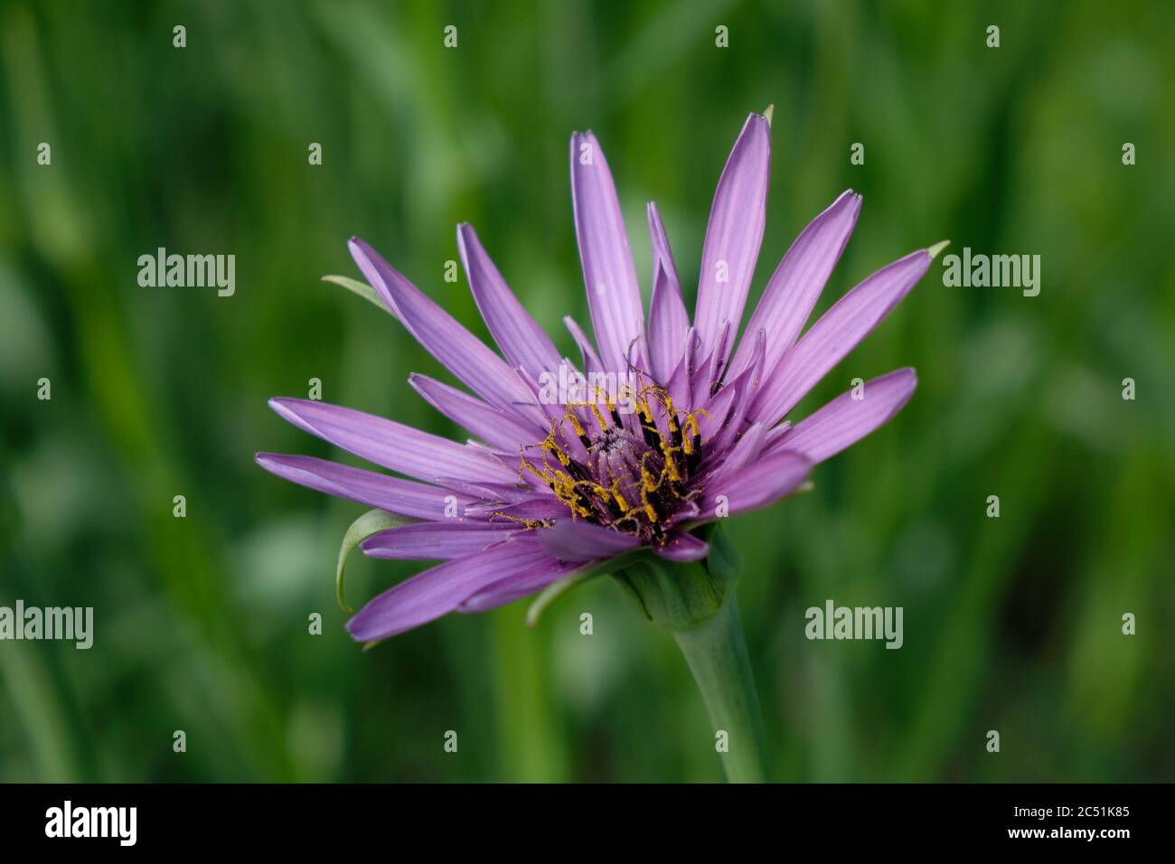Pflanzenausternblütenmakro - Tragopogon porrifolius - Purple Salsify - Jerusalem Star Stockfoto