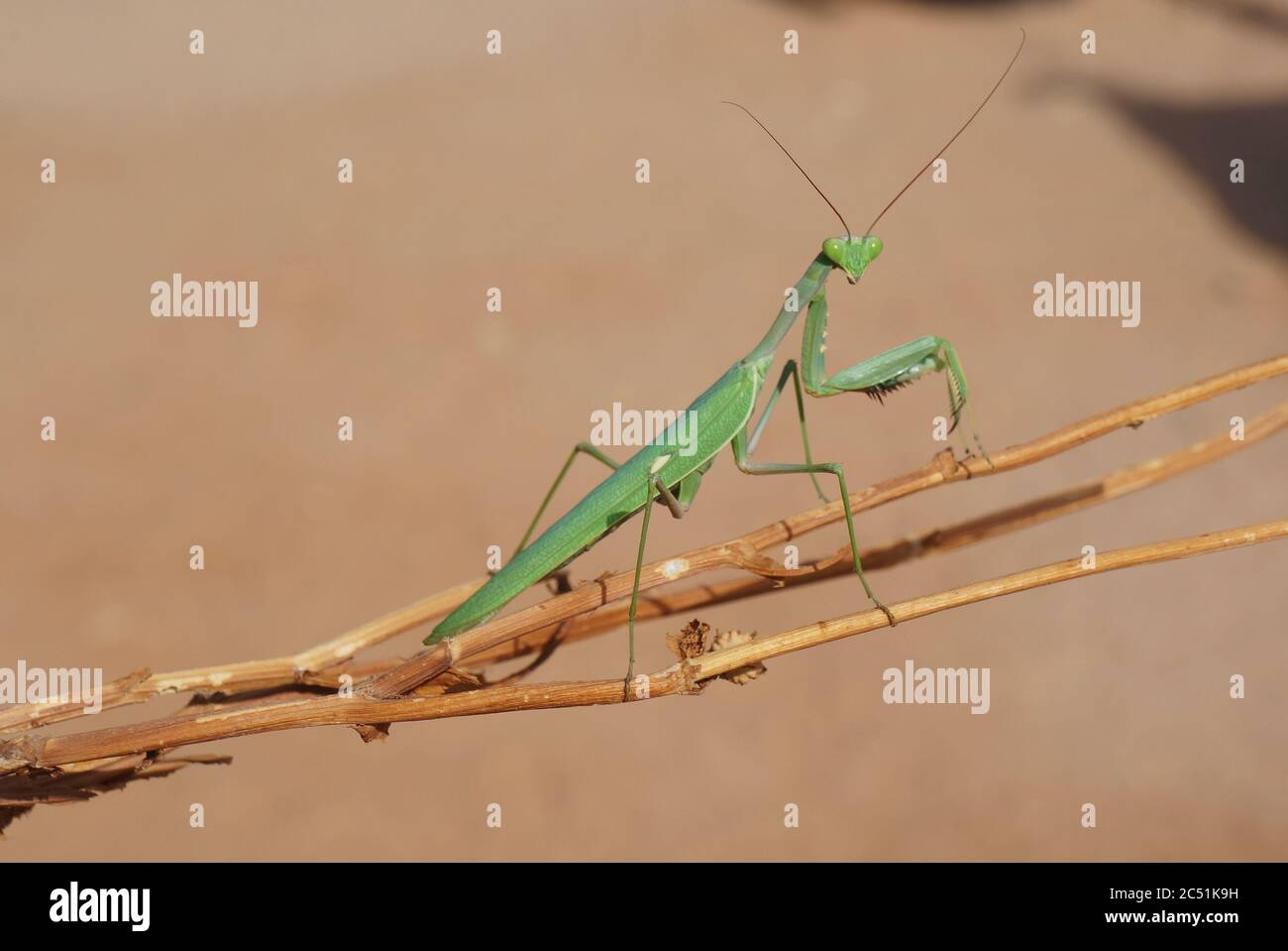 Grüne Gottesanbeterin Sphodromantis viridis Stockfoto