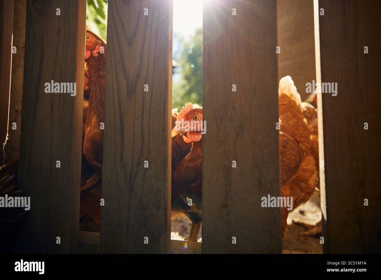 Gruppe von Hühnern hinter Holzzaun auf kleinen Bio-Bauernhof. Stockfoto